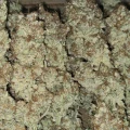 thumb of Permanent Marker Feminized by WeedSeedsExpress grown by Tropicannibis_Todd